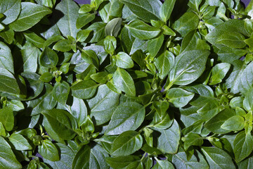 Basil leaves background copy space