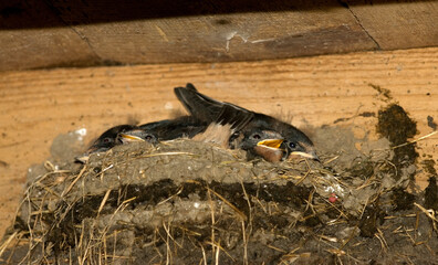 Barn Swallow, Boerenzwaluw, Hirundo rustica