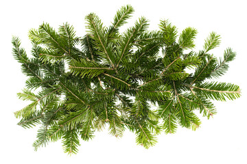 Top view of green fir tree spruce branch with needles isolated on white background . Pine branch....