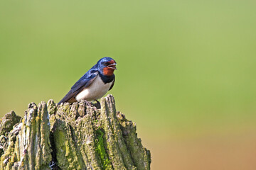 Boerenzwaluw, Barn Swallow, Hirundo rustica