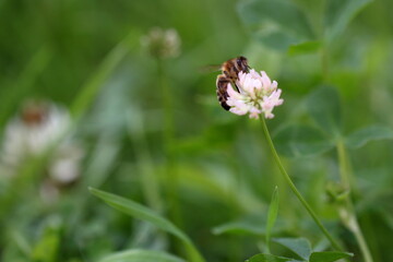 bee on a flower