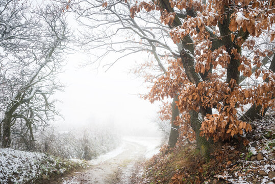 Footpath through misty winter landscape with trees