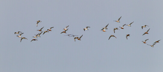 Rosse Grutto, Bar-tailed Godwit, Limosa lapponica