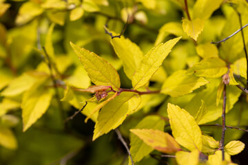 A bush with yellow leaves on a natural background. Detailed macro view.