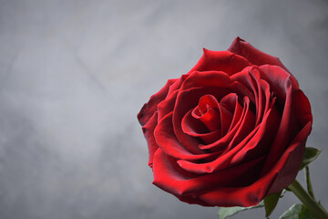 Background for Valentine's Day greeting card.Valentines day concept.Red, beautiful blooming rose. Close up.