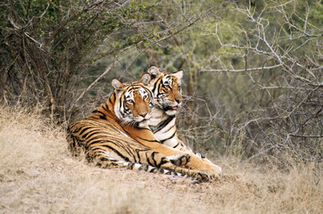 Fototapeta na wymiar Bengaalse Tijger, Bengal Tiger, Panthera tigris