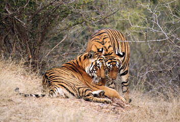 Fototapeta na wymiar Bengaalse Tijger, Bengal Tiger, Panthera tigris