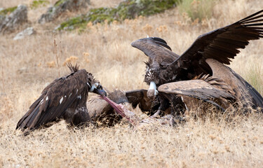 Vale Gier, Griffon Vulture, Gyps fulvus, Monniksgier, Cinereous Vulture, Aegypius monachus