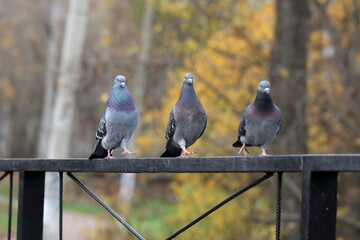 pigeon in the park