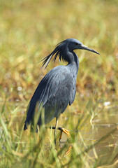 Zwarte Reiger, Black Heron, Egretta ardesiaca