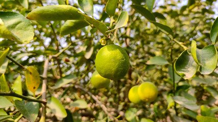 Unripe lemon on the lemon tree