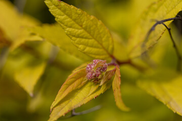 A bush with yellow leaves on a natural background. Detailed macro view.