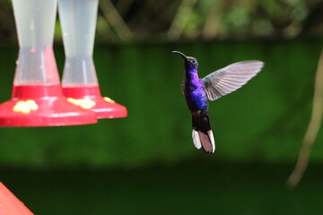 hummingbird in flight
