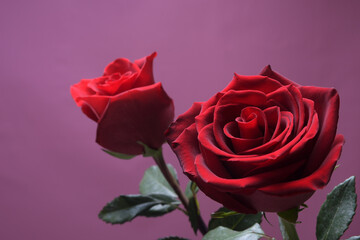 Background for Valentine's Day greeting card.Valentines day concept.Red, beautiful blooming rose. Close up.