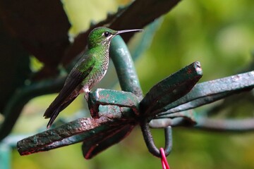 hummingbird on a branch