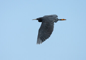 Zwarte Reiger, Black Heron, Egretta ardesiaca