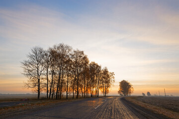 lonely tree by the road at dawn