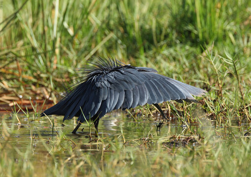 Zwarte Reiger, Black Heron, Egretta ardesiaca