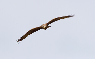 Zwarte Wouw, Black Kite, Milvus migrans