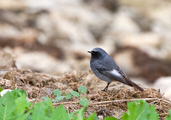 Zwarte Roodstaart, Black Redstart; Phoenicurus ochruros