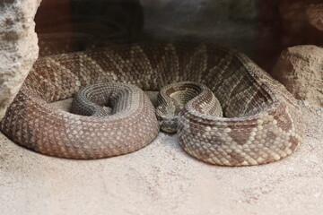 snake in the sand