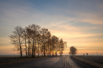 lonely tree by the road at dawn