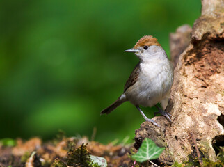 Zwartkop; Blackcap, Sylvia atricapilla