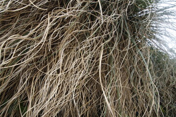 Plants in a winter day