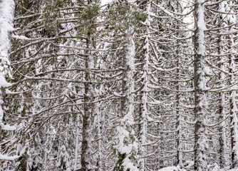 Fototapeta premium Frost-covered trees, winter landscape, Norway