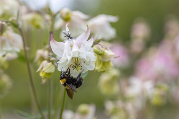 Bumblebee in a bell flower. Detailed macro view.