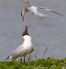 black headed gull and common tern in action