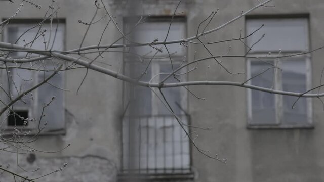 Old wooden windows of a Ghetto building, with a focus change to a tree branch and then focus back, a 4K (Sony S-Log) video clip, Warsaw, Poland. 