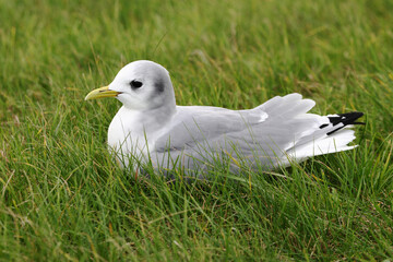 Black-legged Kittiwake in fall perched in the gras © AGAMI