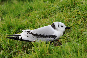 Drieteenmeeuw, Black-legged Kittiwake, Rissa tridactyla