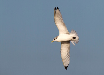 Drieteenmeeuw, Black-Legged Kittiwake, Rissa tridactyla