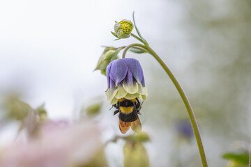 Bumblebee in a bell flower. Detailed macro view.