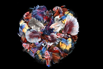 Male Collage Various Color Betta, Cupang, Siamese Fighting, Half Moon, Love Shape