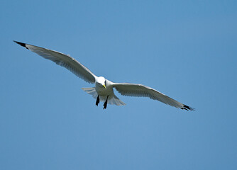Black-legged Kittiwake in flight