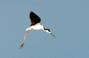 Amerikaanse Steltkluut, Black-necked Stilt, Himantopus mexicanus