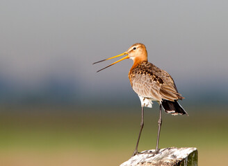 Black-tailed Godwit, Limosa limosa