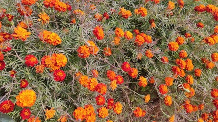 Blossoming marigold flowers in the garden