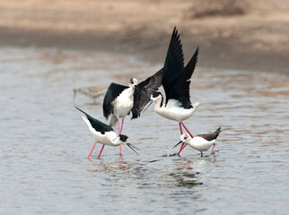Steltkluut; Black-winged Stilt; Himantopus himantopus
