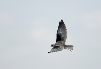 Black-shouldered Kite, Grijze Wouw, Elanus caeruleus