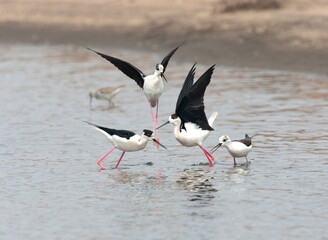 Steltkluut; Black-winged Stilt; Himantopus himantopus