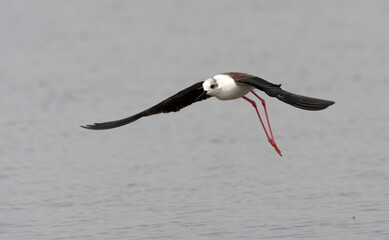 Steltkluut; Black-winged Stilt; Himantopus himantopus