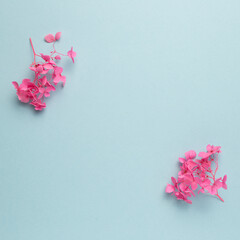 Dry pink hydrangea flowers on sky blue background. flat lay, top view, copy space