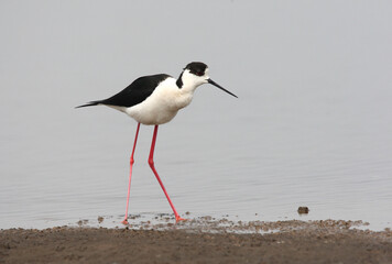 Black-winged Stilt, Steltkluut, Himantopus himantopus