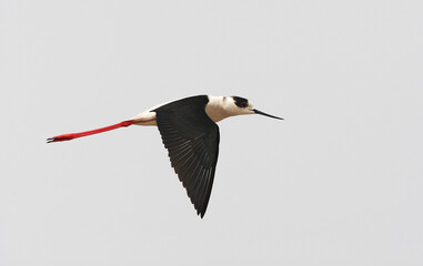 Black-winged Stilt, Steltkluut, Himantopus himantopus