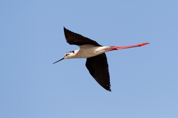 Steltkluut, Black-winged Stilt, Himantopus himantopus