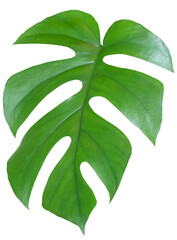 Swiss cheese plant on white with clipping path.